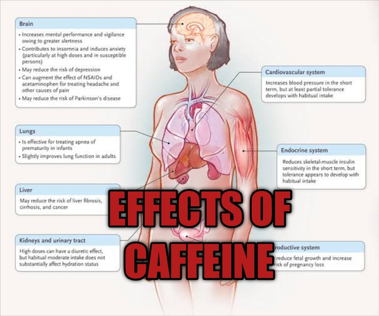 Caffeine Toxicity - MD Searchlight What Are The Hidden Dangers Of Excessive Caffeine Consumption